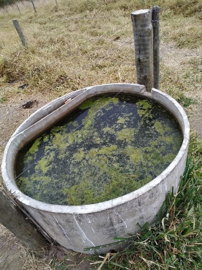 Bebedouro para vacas com alta proliferação de algas