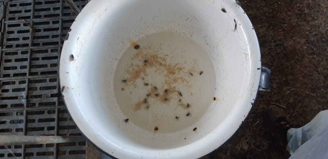 Moscas e matéria orgânica em um bebedouro de vacas