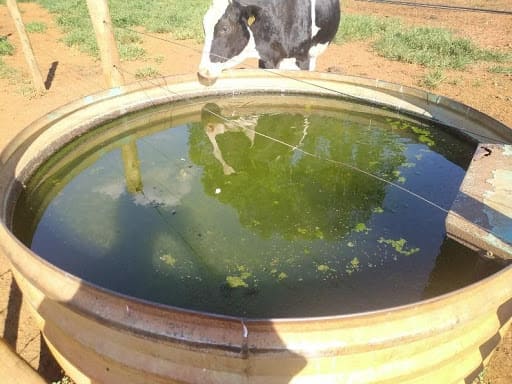 Bebedouro de bovinos com água suja