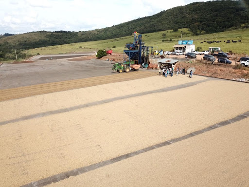 Vista aérea de um terreiro de café com café cereja descascado.