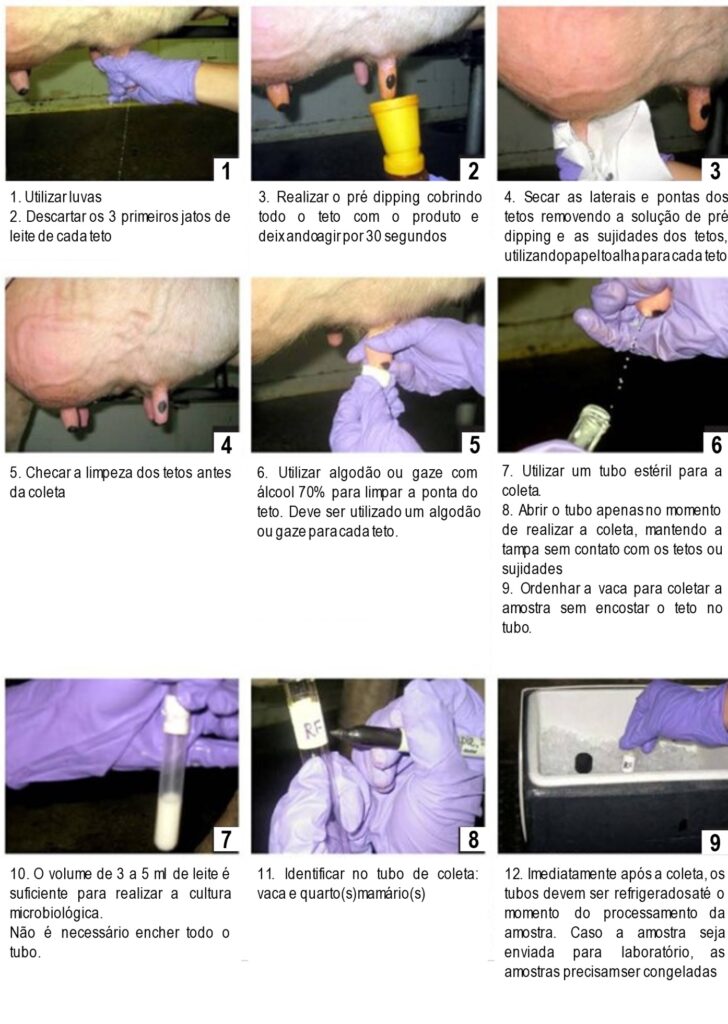 Coleta de amostra do leite para cultura microbiológica