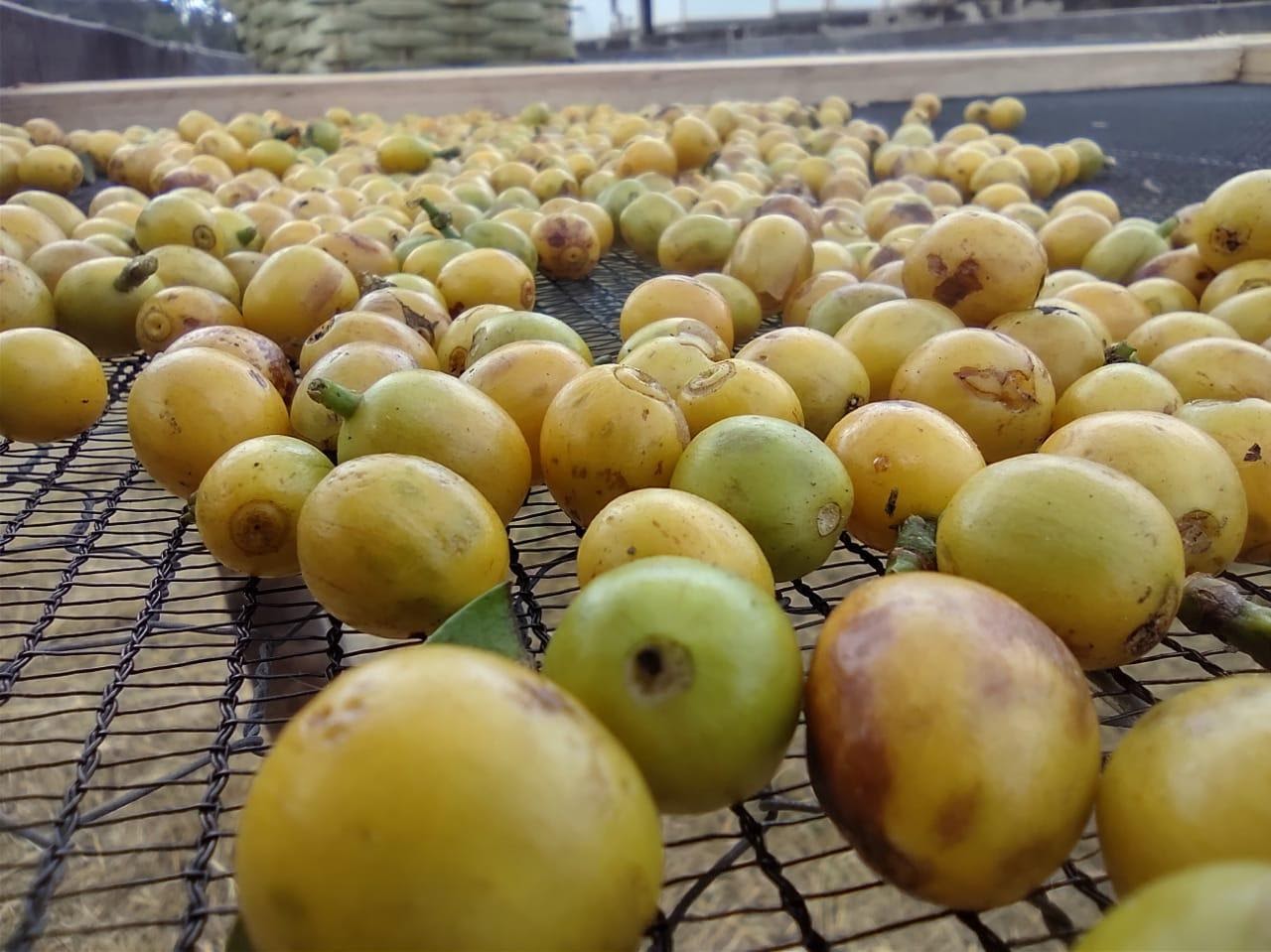 Frutos cereja em terreiro suspenso.