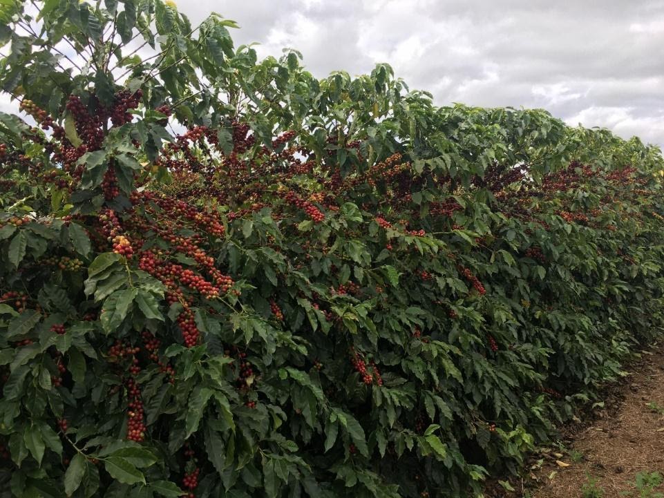 Lavoura do cultivar Catuaí 99.