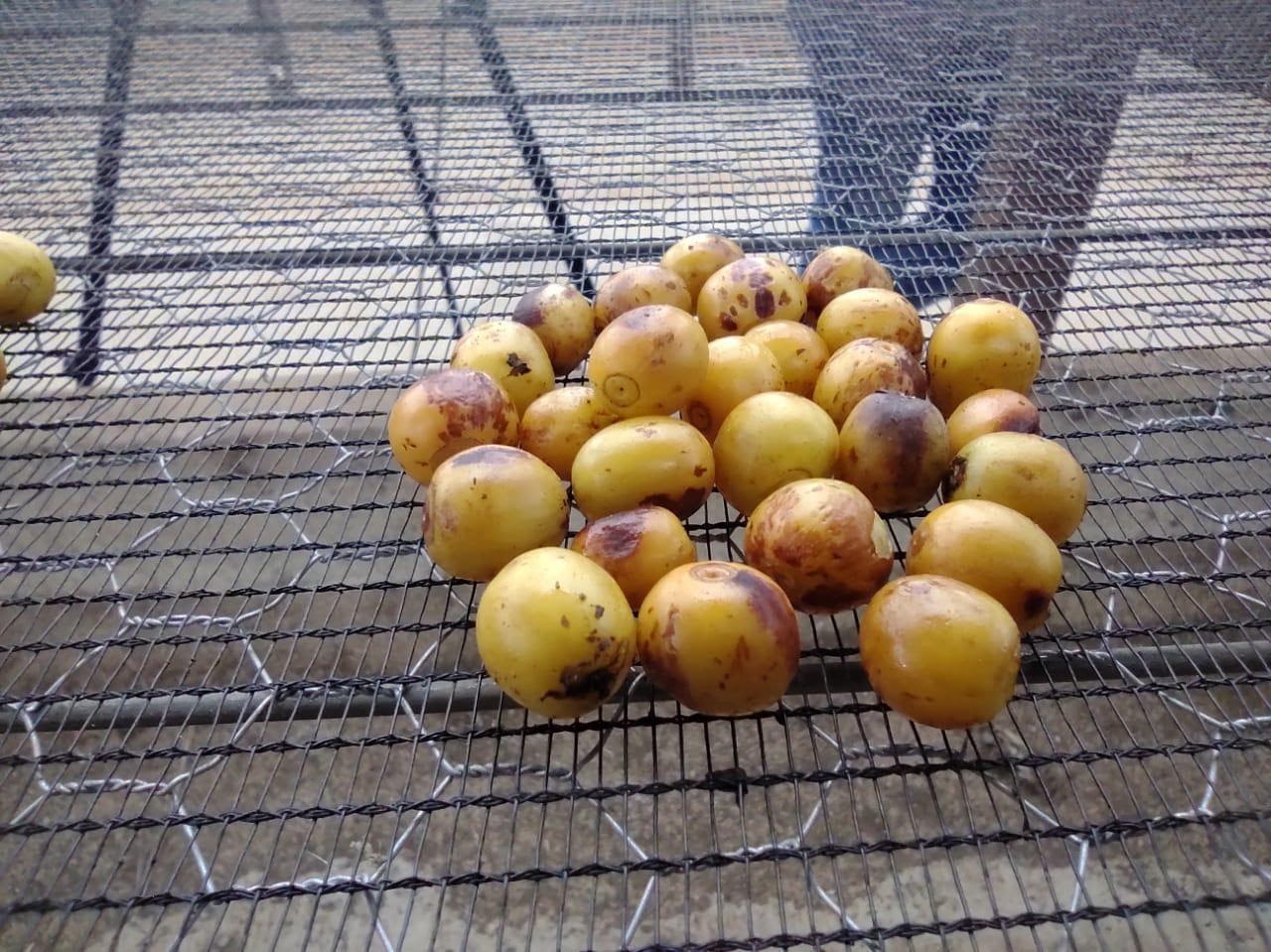 Café cereja amarelo em terreiro suspenso.