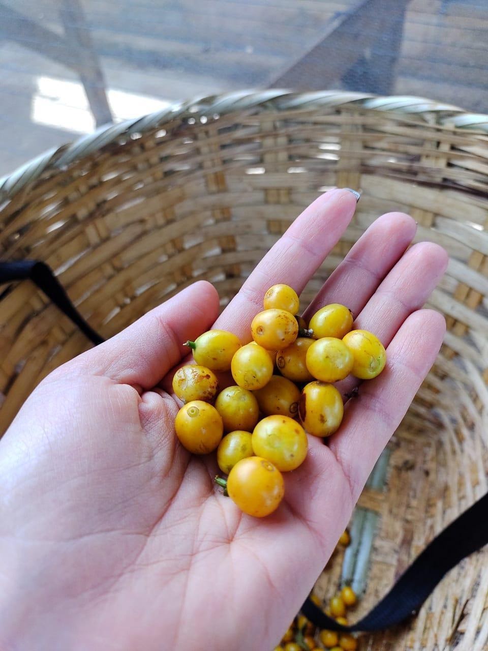 Mão segurando frutos café cereja.