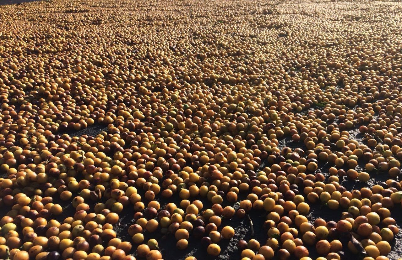 Milhares de cafés em grãos cereja espalhados em terreiro.