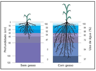 Ilustração da cultura do milho em um perfil de lâmina d’água no latossolo argiloso, após um veranico de 25 dias. À esquerda, sem tratamento com gesso e à direita com tratamento de gesso.