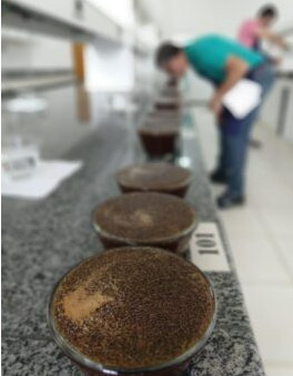 Várias amostras de café em uma bancada passando pela classificação sensorial.