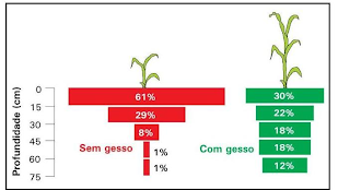 Ilustração com a distribuição relativa das raízes, no perfil de um solo do tipo latossolo argiloso. Na 1ª, sem a aplicação de gesso e na 2ª, com a aplicação de gesso.