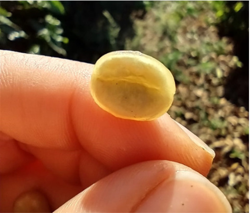 Grão de café envolvido pela mucilagem (substância gelatinosa).