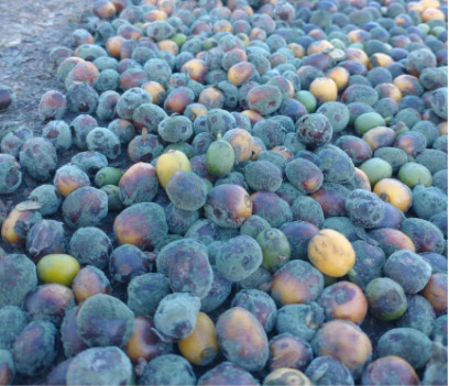 Milhares de cafés amontoados com fermentação indesejada.