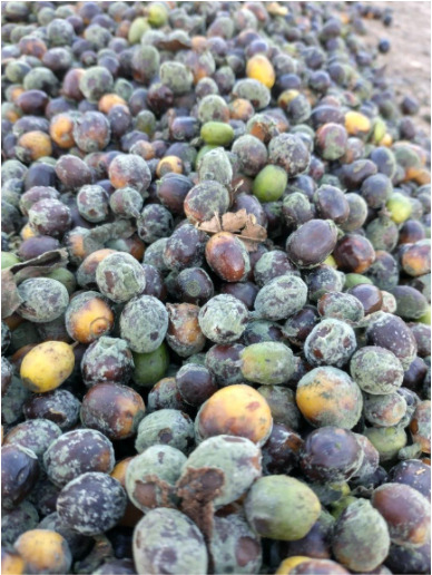 Frutos do café no terreiro com fermentação indesejável.