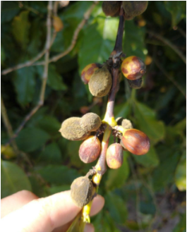 Fermentação de grãos de café direto na planta.