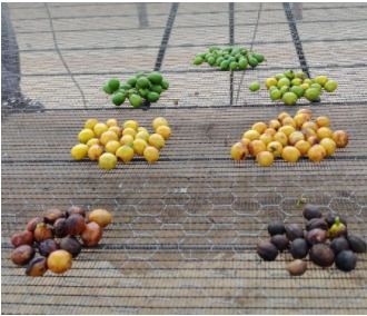 Grãos de café separados em grupos conforme o tipo.