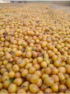 Milhares de cafés cereja natural.
