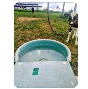 Bebedouro com água limpa para bezerras