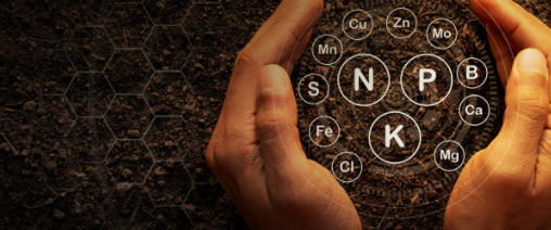 Macroelementos em plantas e solos