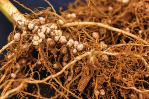 Macroelementos em plantas e solos