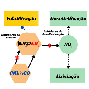 Modo de ação dos inibidores da urease e da nitrificação