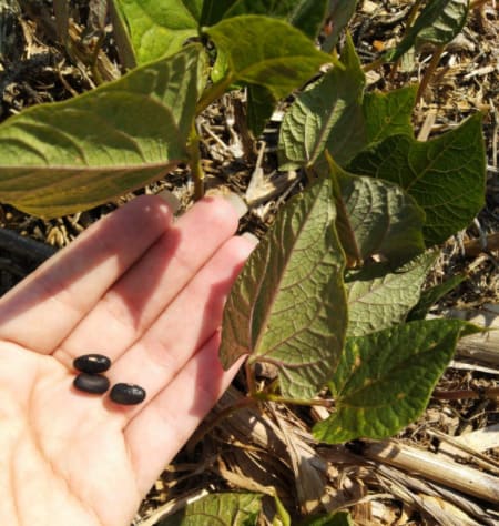 Plantio de feijão sob palhada