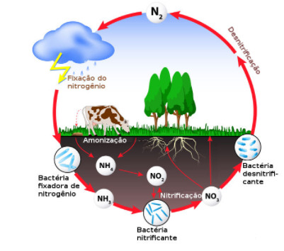 Ciclo do Nitrogênio