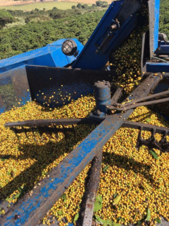 Colheita plena de café sendo realizada com máquina.
