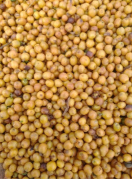 Centenas de grãos de café cereja.