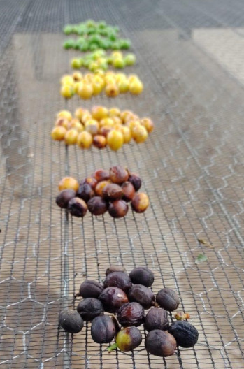 Grupos de café separados de acordo com sua porcentagem de maturação.