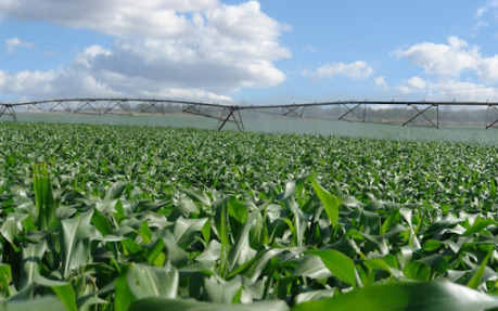 Plantação de milho sendo irrigado.