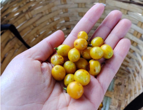 Mão segurando frutos de café cereja.