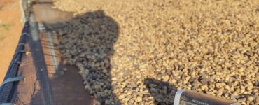 Café sendo seco em um terreiro suspenso