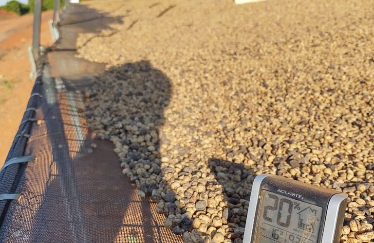 Café sendo seco em um terreiro suspenso