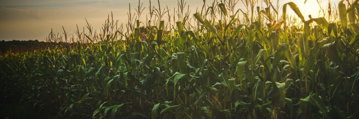 Plantação de milho