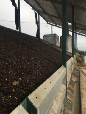 Secador de camada fixa