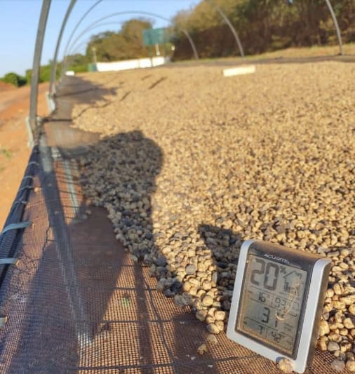Café em processo de secagem em terreiro suspenso 