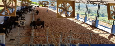 gestão da fazenda leiteira