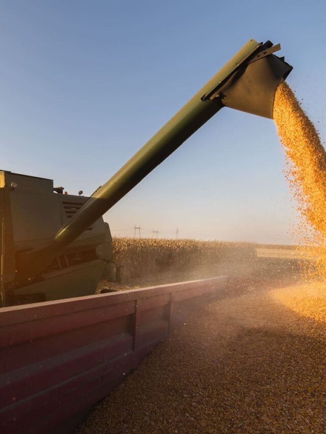 Como ter maiores resultados na Produção de Grãos?