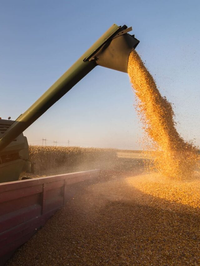 Qual a importância do agronegócio para o Brasil?