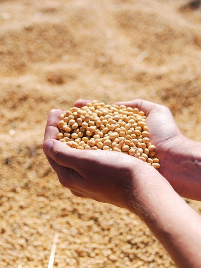Saiba como melhorar seus lucros com a produção de grãos