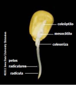 Estrutura da fenologia do milho