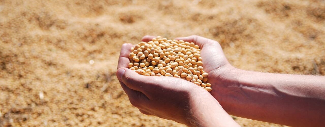 Pessoa segurando soja produzida