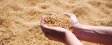 Pessoa segurando soja produzida
