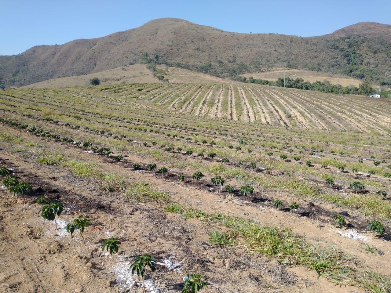 Lavoura e plantio de café