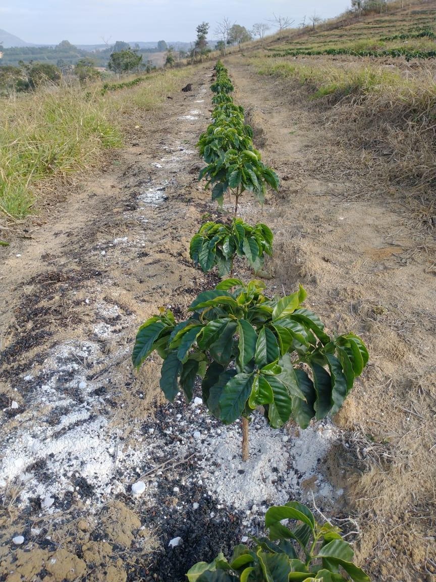 Cafeeiro com gesso e composto orgânico