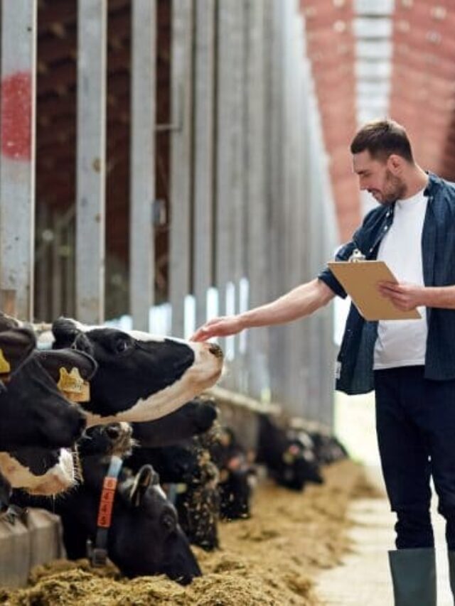 Pós-Graduação em Gado de Leite: melhore os seus resultados