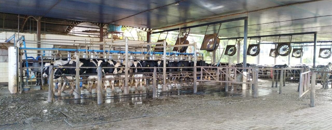 Fazenda Leiteira