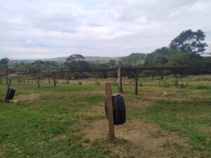 Vazio sanitário em fazenda leiteira