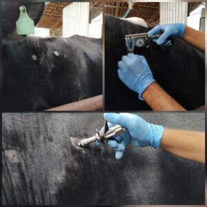 Exame de tuberculose em bovino leiteiro