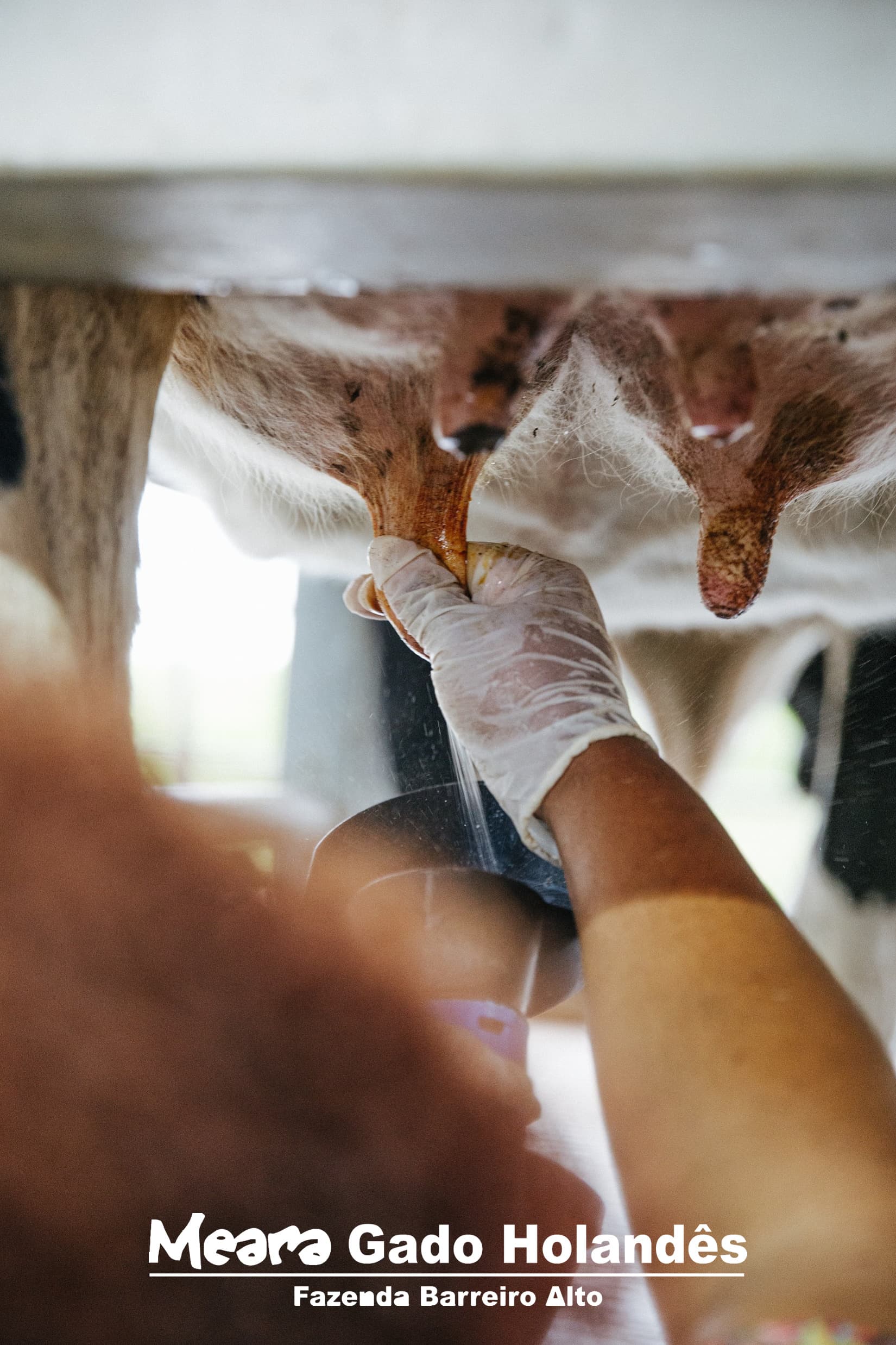 Ordenha de vacas leiteiras