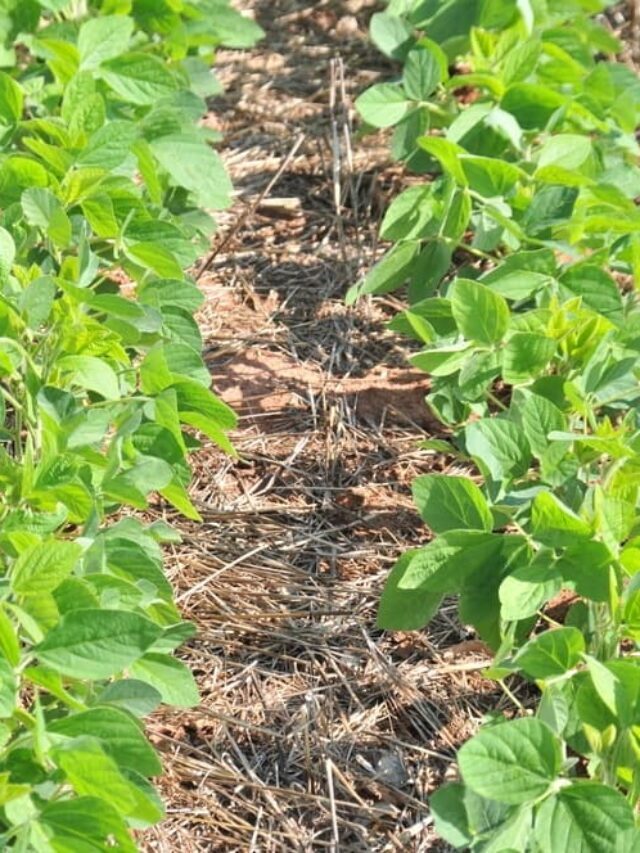 Plantas de cobertura no sistema de plantio direto: conheça as vantagens